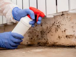 Environmental Consulting for Mold Prevention in Elk Ridge, UT